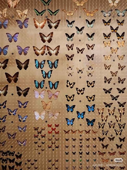 Shanghai: Natural Museum tickets with guide(optional) - Optional English guide, small group, and how that changes your day