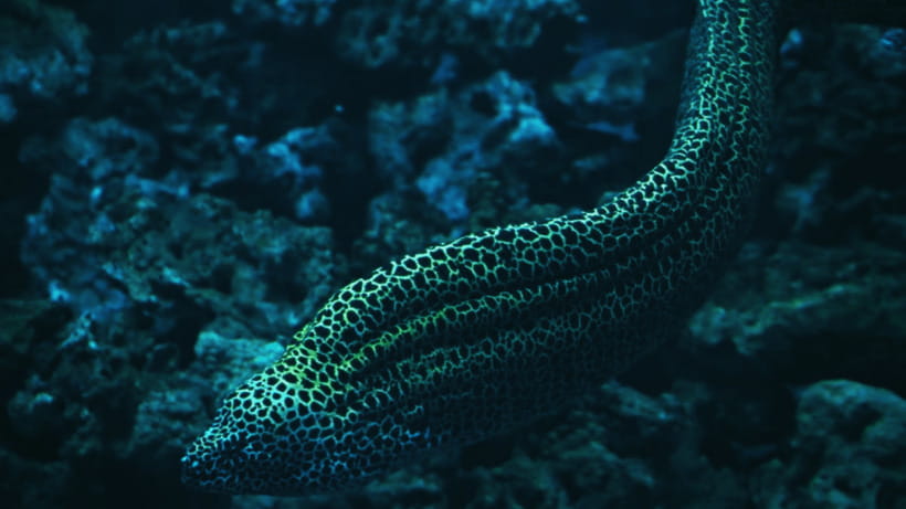 Shanghai: The Marine Wonders at Shanghai Ocean Aquarium - Key things I’d zero in on first