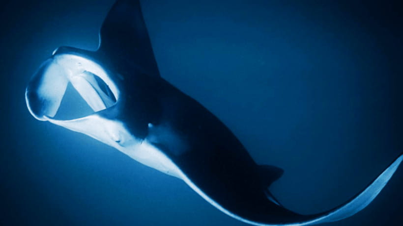 Shanghai: The Marine Wonders at Shanghai Ocean Aquarium - Who this experience suits best in Shanghai