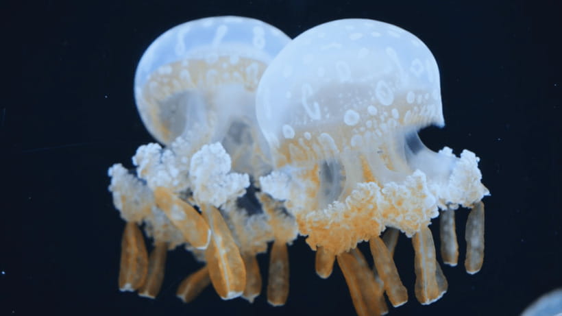 Shanghai: The Marine Wonders at Shanghai Ocean Aquarium - What to bring, and what to leave out