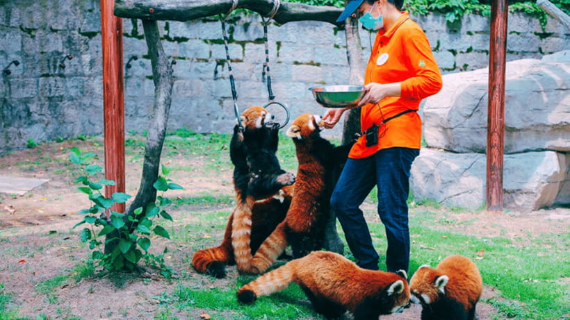 Shanghai: Wild Animal Park Ticket - Shanghai Wild Animal Park in Context: A One-Day Wildlife Mission