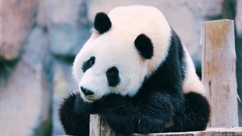 Shanghai: Wild Animal Park Ticket - Entering the park: Turning the first hour into momentum