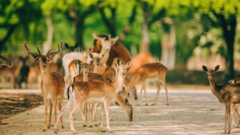 Shanghai: Wild Animal Park Ticket - The safari bus tour: A second way to see the same wildlife