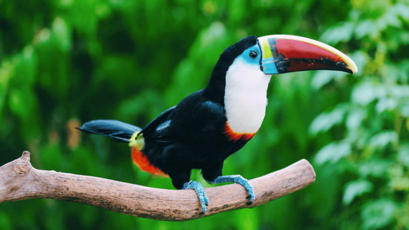 Shanghai: Wild Animal Park Ticket - The zoo side: Pandas, giraffes, and the wide species mix