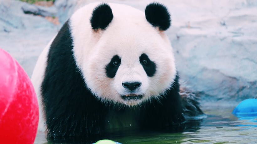 Shanghai: Wild Animal Park Ticket - Animal shows and conservation education that make the day feel purposeful