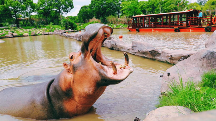 Shanghai: Wild Animal Park Ticket - Tickets and timing: How to make one day actually work