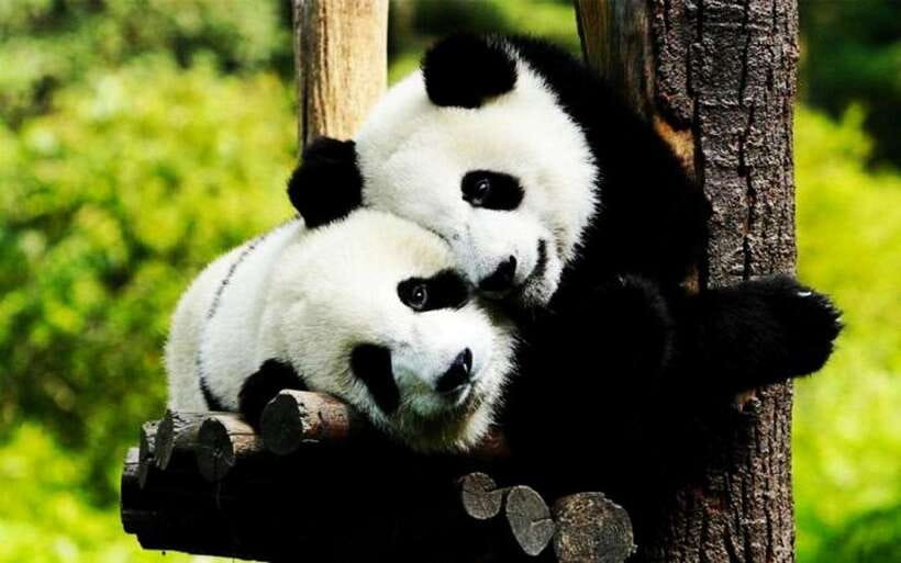 Shanghai: Zoo and Zhujiajiao Water Town Tour with Boat Ride - Key Things I’d Book This For