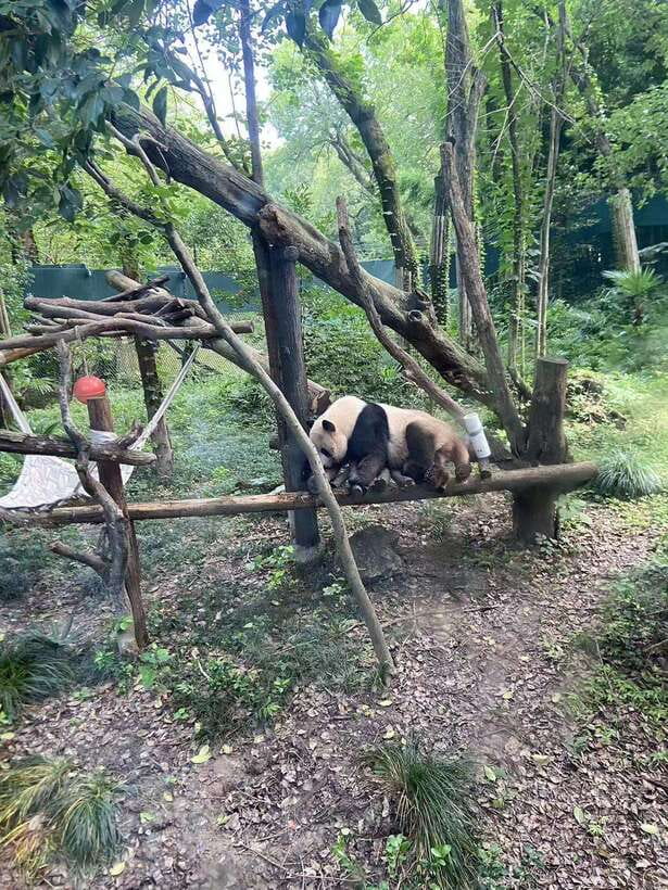 Shanghai: Zoo and Zhujiajiao Water Town Tour with Boat Ride - The Boat Ride Down the Old Canal: Why It’s Not Just a Photo Stop