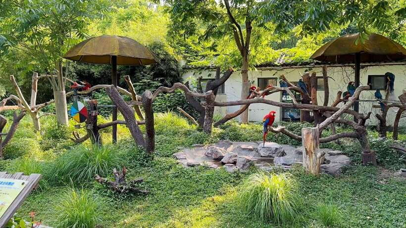 Shanghai: Zoo and Zhujiajiao Water Town Tour with Boat Ride - Shanghai Zoo: Pandas, Tigers, and the Animals You Actually Came For