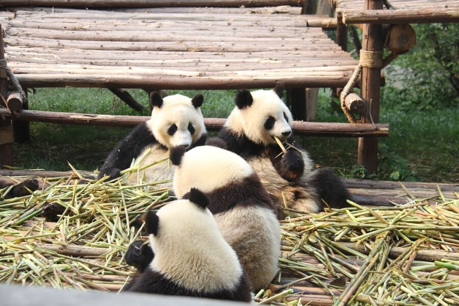 Sichuan: Big Panda Volunteer Day tour - Practical Prep: What to Bring, What to Leave Behind