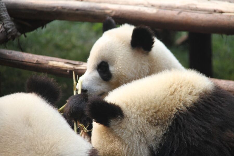 Sichuan: Big Panda Volunteer Day tour - Inside the Enclosure Maze, and Why You Should Let the Guide Lead