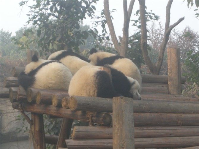 Sichuan: Big Panda Volunteer Day tour - What the Day Feels Like, Timing and Energy Levels