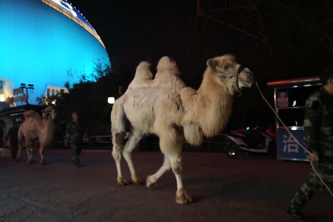 Silk Road Theme Show Legend of Camel Bell Ticket with Transfer - The one-hour format: why timing is the whole deal