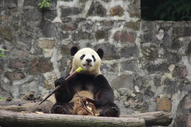 Ticket reservation for Chengdu Giant Panda Breeding Base - What you’ll get without a guide, and how to use it well