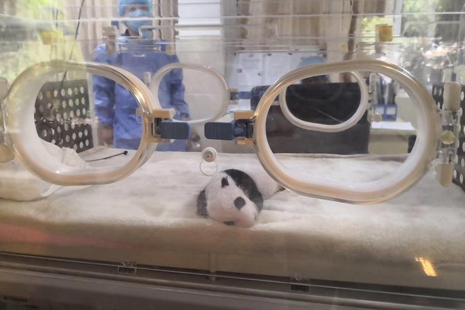 Ticket reservation for Chengdu Giant Panda Breeding Base - Transportation and getting there without headaches