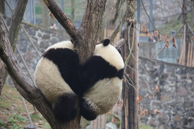 Visiting Dujiangyan Yaan Wolong Panda Base Optional Volunteering - Which Base You Visit: Dujiangyan, Yaan Bifengxia, or Wolong