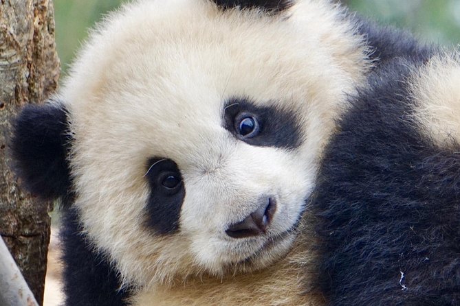 Visiting Dujiangyan Yaan Wolong Panda Base Optional Volunteering - Price and Value: What $234 Includes and What It Costs Extra
