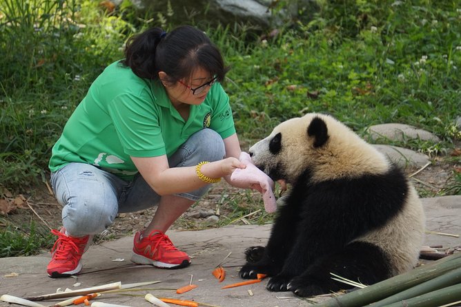 Visiting Dujiangyan Yaan Wolong Panda Base Optional Volunteering - Morning Logistics From Chengdu Hotel to the Center