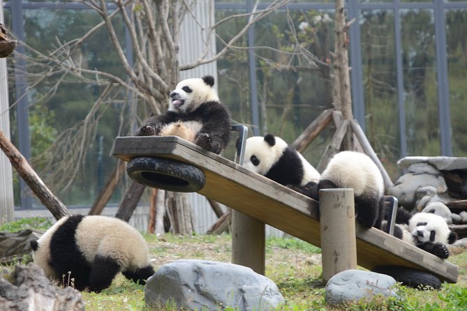 Wolong Panda Base Private Day Tour Optional Volunteering - Key things I’d circle before you book