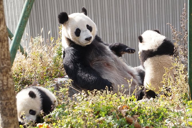 Wolong Panda Base Private Day Tour Optional Volunteering - Hotel pickup, private transport, and what that means for your day