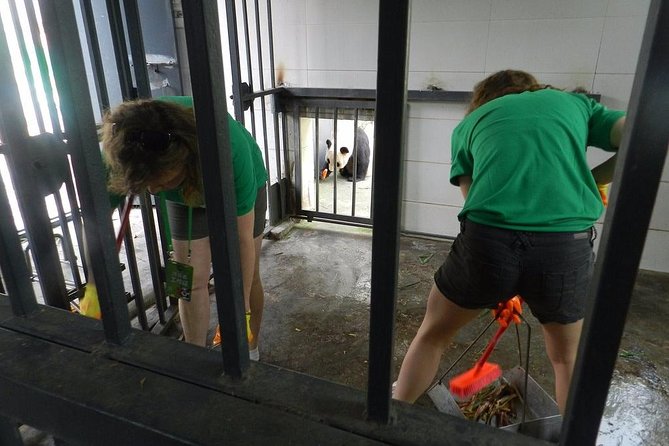Wolong Panda Base Volunteering Program from Chengdu - Why this Wolong volunteering day feels real, not staged