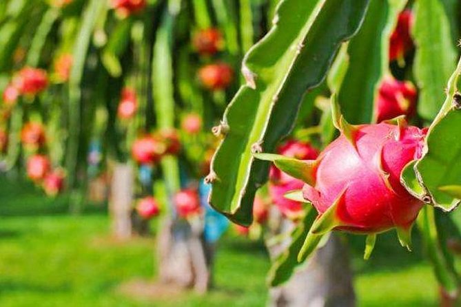 Zhujiajiao Water Town Private Tour with Local Farm Visit and Fruit Picking - Lunch at an Authentic Restaurant: Build Your Energy for the Farm