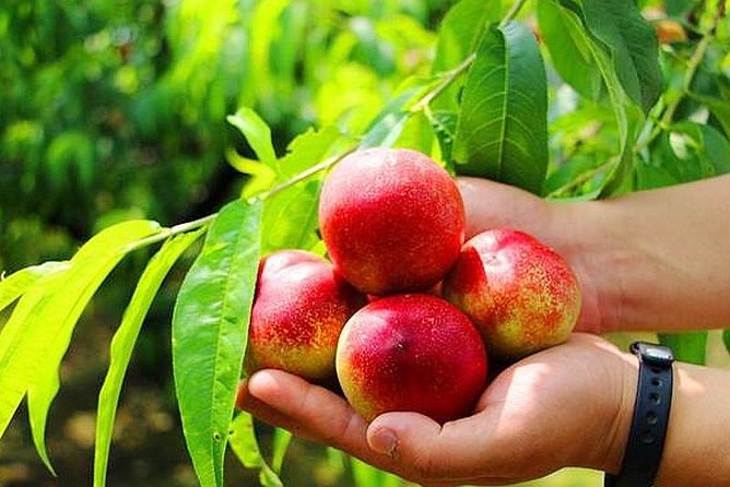 Zhujiajiao Water Town Private Tour with Local Farm Visit and Fruit Picking - Local Farm Visit and Fruit or Vegetable Picking (Half Kilo Included)