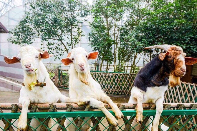 Zhujiajiao Water Town Private Tour with Local Farm Visit and Fruit Picking - Optional Canal Boat Ride: A Nice Add-On If You Want More Time on the Water